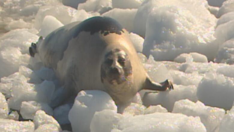 A seal sits in a bed of ice in Port Saunders.