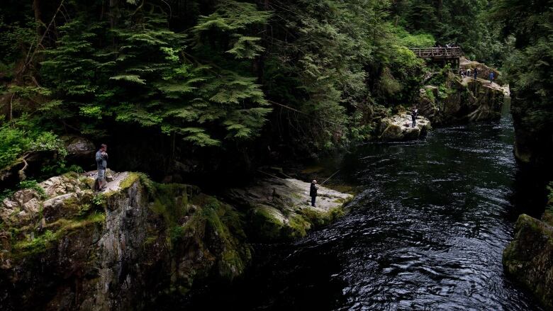 People fish at the edge of a large river in an evergreen forest.