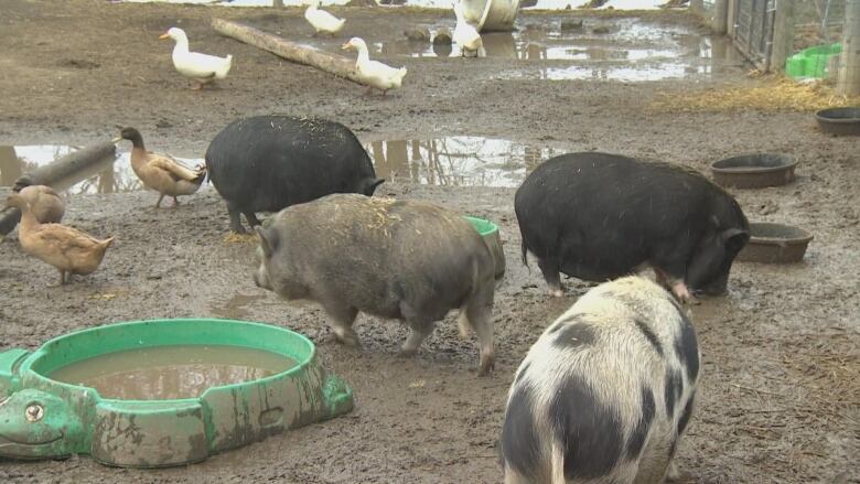 Pigs at Charlotte's Freedom Farm in Dresden.