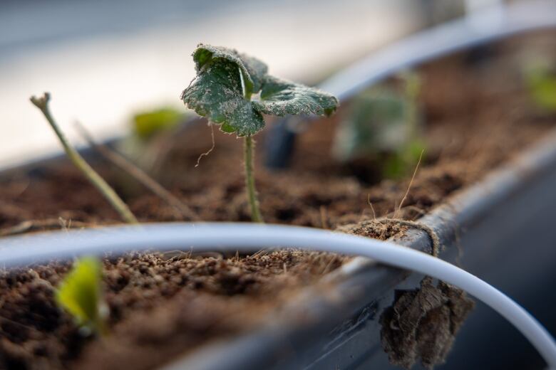 A plant pokes up through the dirt in a greenhouse.