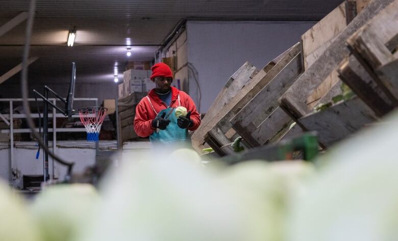 A man cuts cabbage to prepare it for packaging.