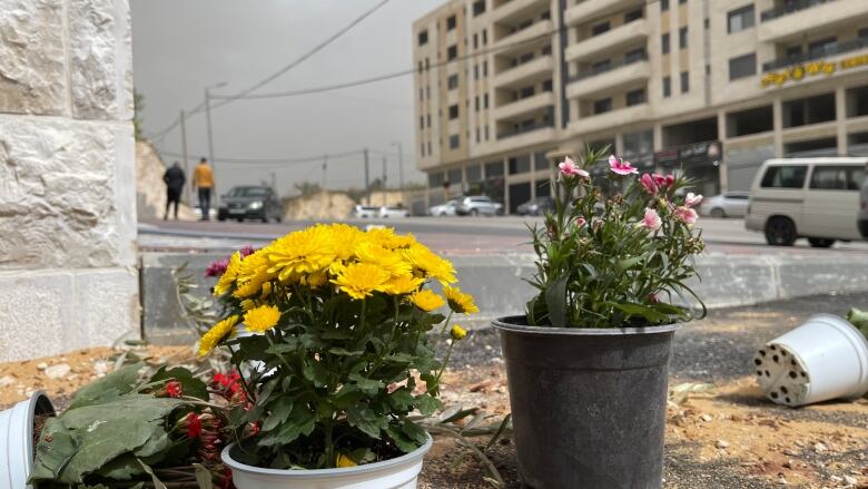 Flowerpots by the roadside.