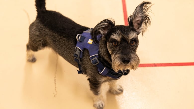 A small black dog with a grey face looks directly at the camera. 