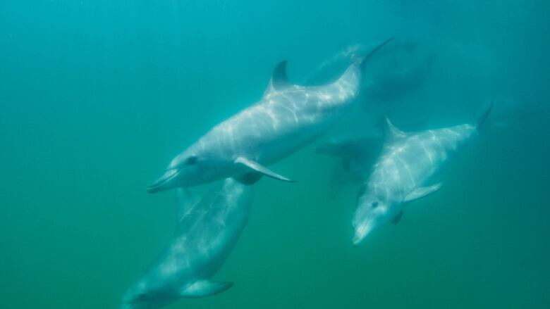 An underwater photo shows three dolphins clearly, and several more in the background. 