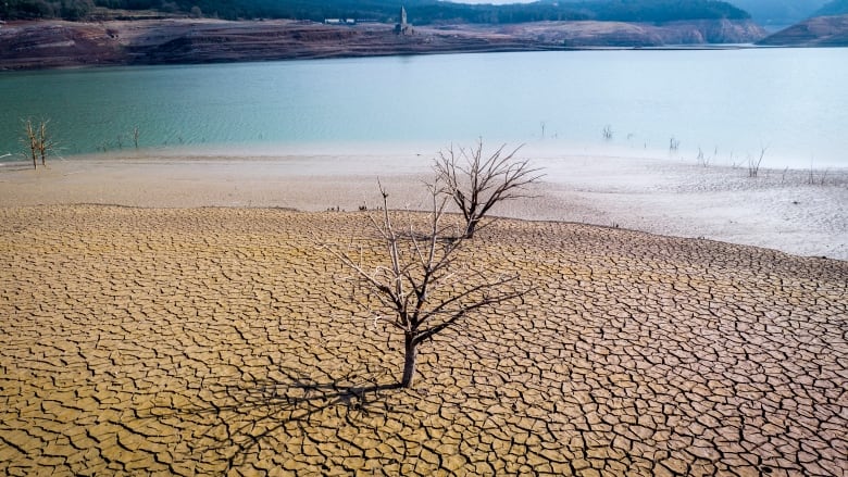 A single, dead tree stands in dry, cracked mud along the bank of a water reservoir. 