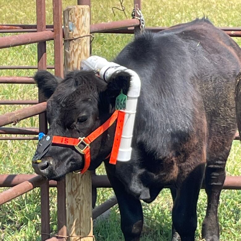 A tube is connected to the yoke (white tubing), which is hung around the cows' neck. The tube collects nasal vapours from the cow.