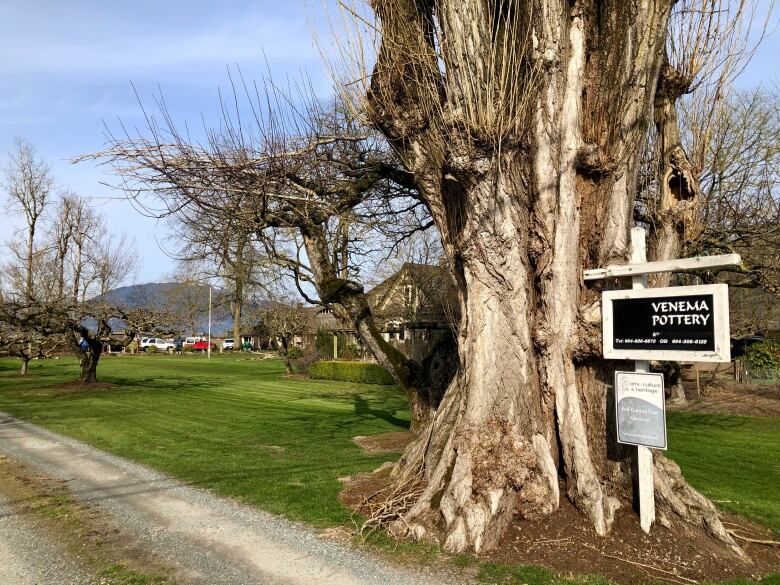 A sign reading 'Venema Pottery' stands in front of a large tree. 