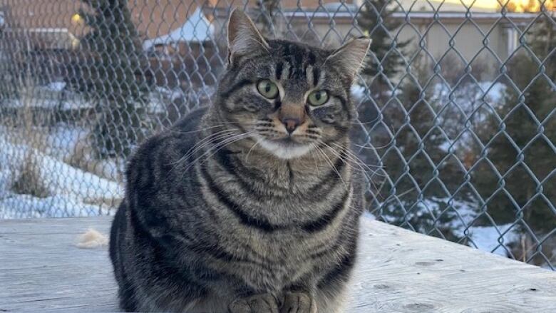 A cat sits on the ground near a railing.