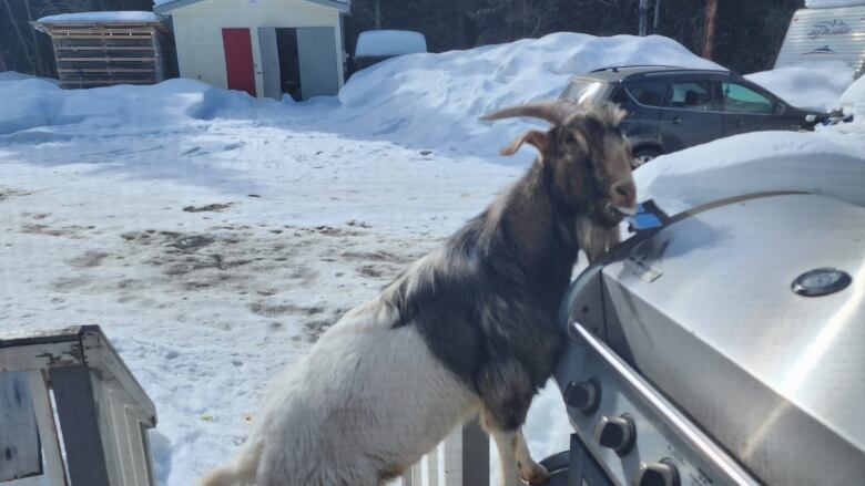 A goat on its hind legs with its front legs on a barbecue.