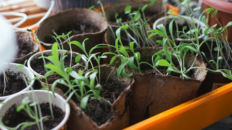 Seedlings of petunias in pots on kitchen window