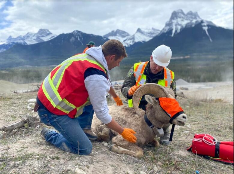 Two men and a big horn sheep are pictured.