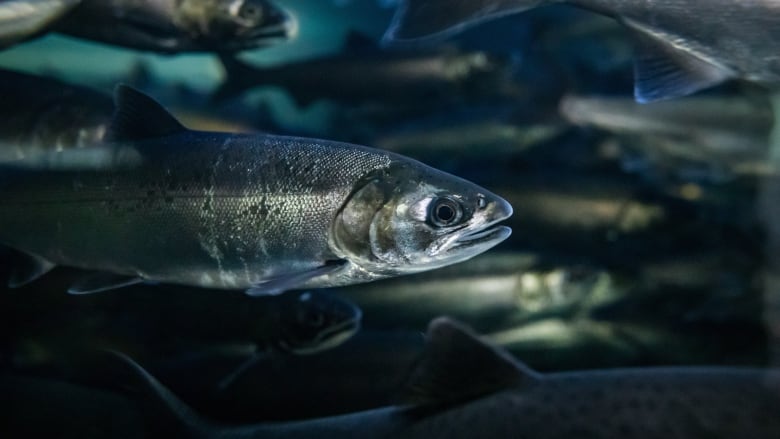 A coho salmon fish among others in the water.