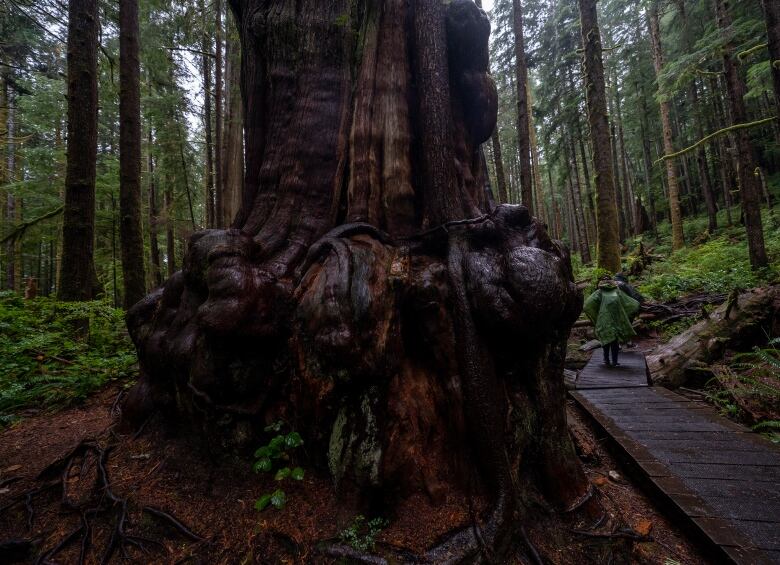 A big tree trunk in a forest, with a few people walking nearby.