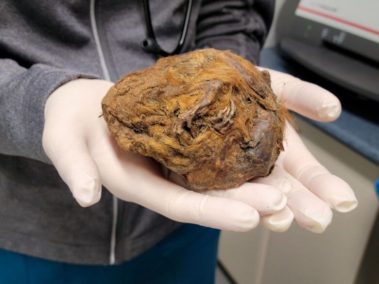 A close up of a brown clump with fur, held by someone wearing latex gloves.