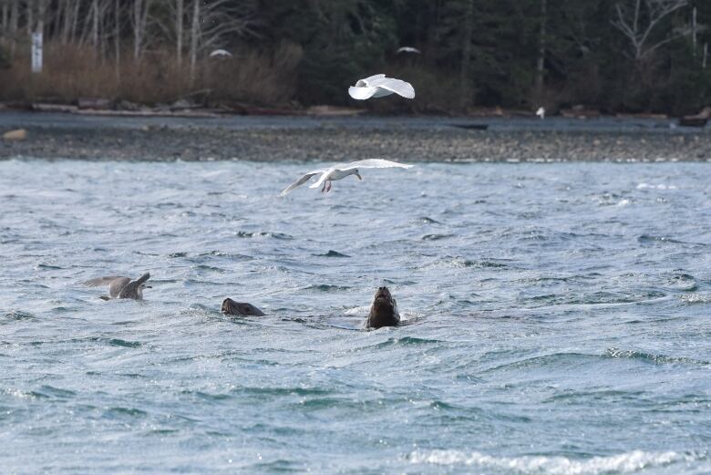 Several sea lions and gulls hover around a particular part of the ocean, with the shoreline visible in the background.