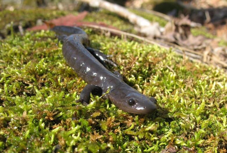 A salamander on moss.