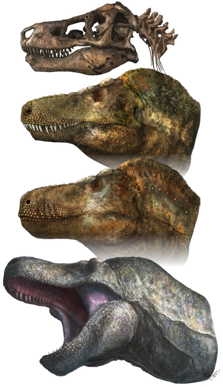 A series of dinosaur heads, some showing teeth and others with teeth behind lips.