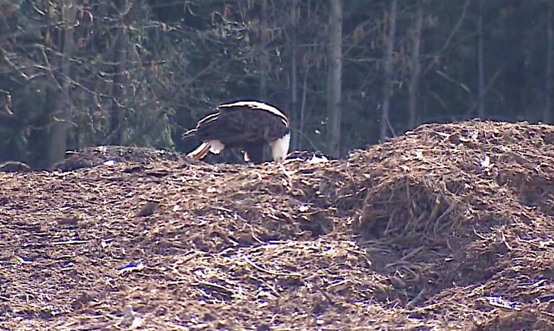 A bald eagle picks away at an uncovered compost pile at 1855 Thain Road in Cobble Hill.