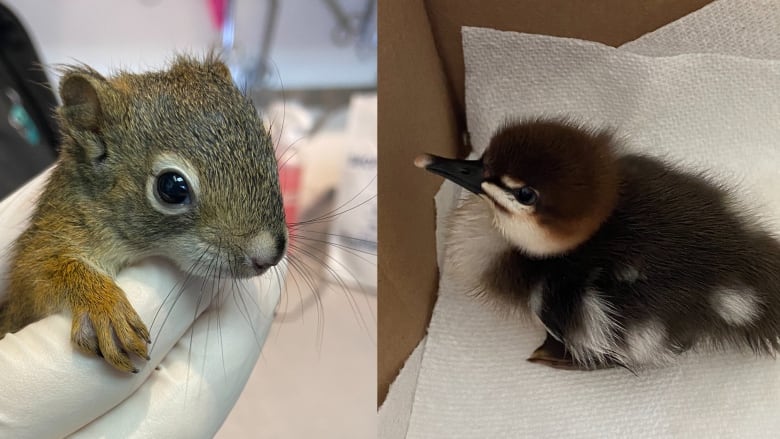 Two photos joined together. In the photo on the left a gloved hand holds a squirrel. In the photo on the right, a fluffy black bird in a box. 