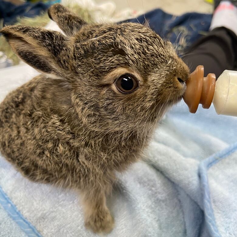 A little bunny drinks milk from a tiny bottle. 