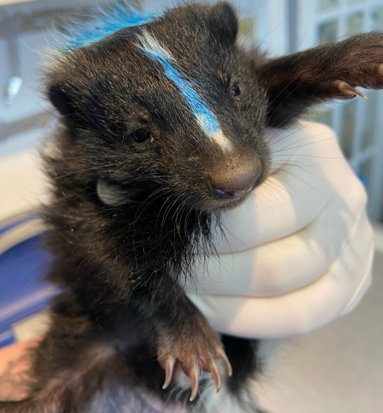 A gloved hand holds a baby skunk. 