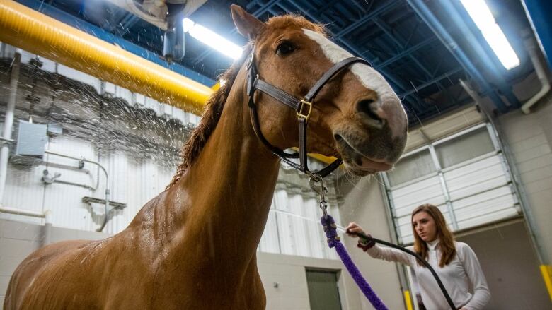 A girl sprays a sweaty horse with a hose.