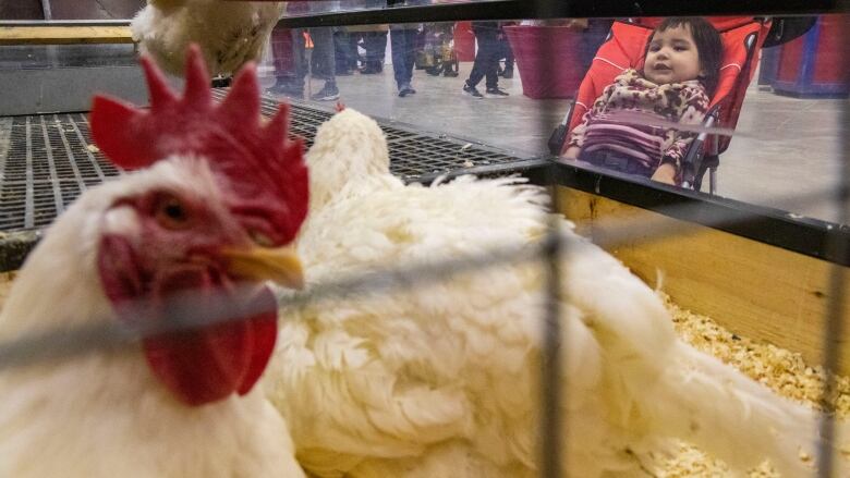 A little girl in a stroller looks at chickens in a pen.