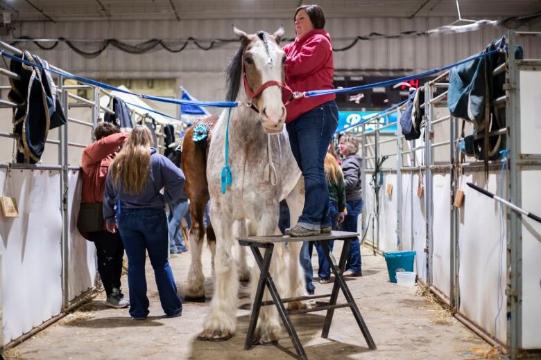 A woman stands on a high bench braiding a tall horses mane.