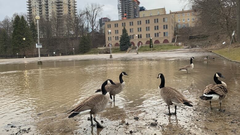 canadian geese sit in flooded parking lot 