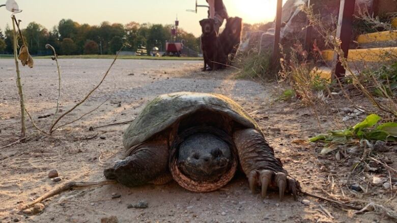 Grace the turtle known to Haliburton County