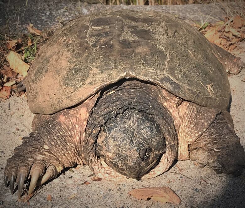 Grace the turtle known to Haliburton County