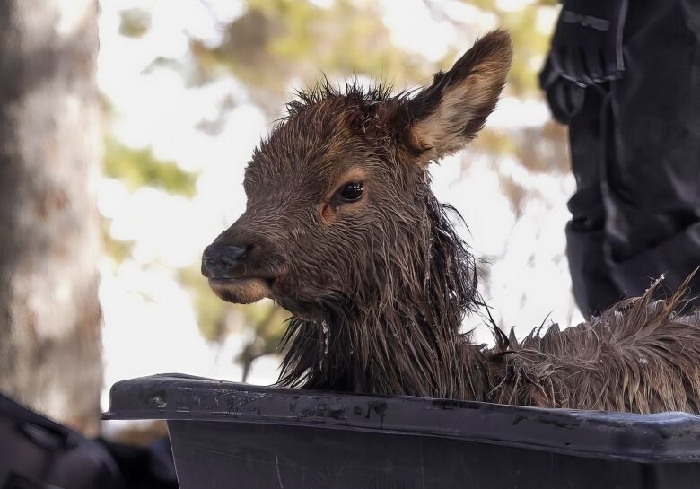 A soaking wet elk calf sits in a plastic tub while a Parks Canada crew member stands in the background. 