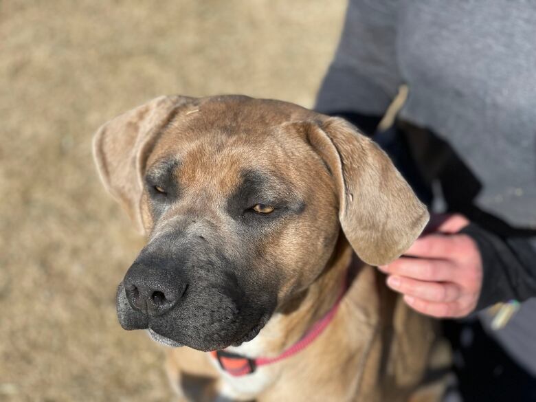 A dog, accompanied by an animal protection officer, gazes into the distance.