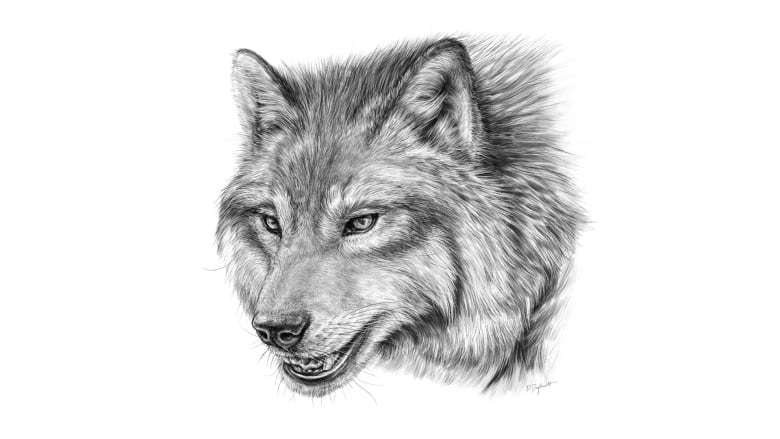 A black-and-white drawing shows the head of a dire wolf