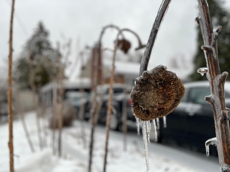 Ice covers a dead sunflower on a residential street.