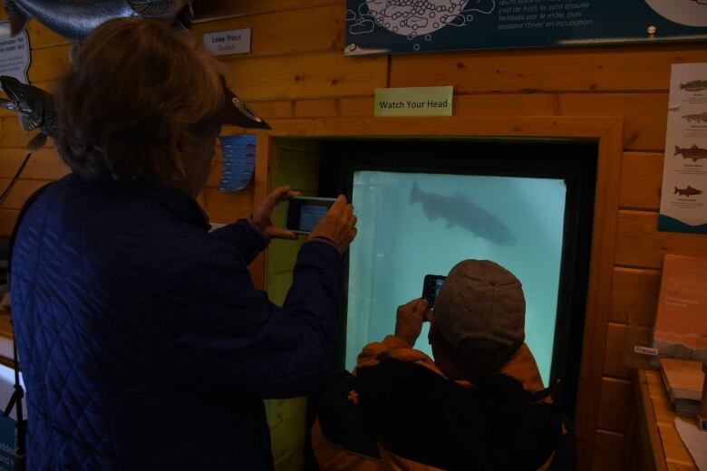 Two people facing a window hold their smart phones up to take a picture of a salmon swimming by.