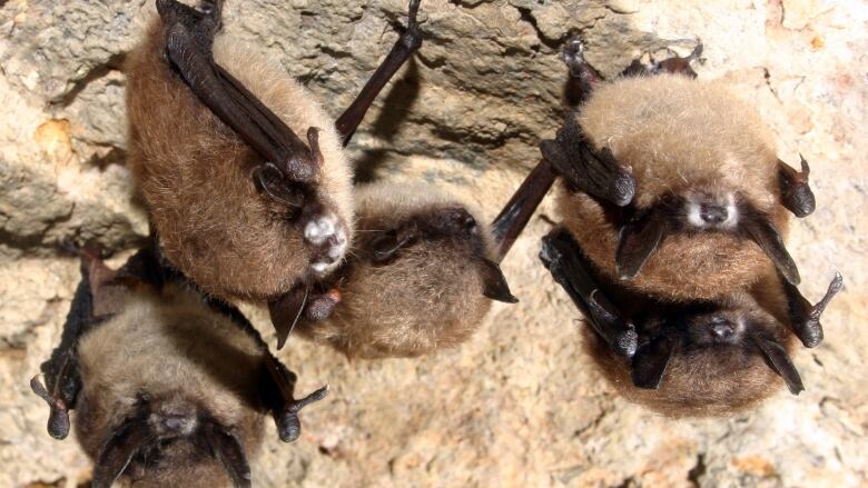 Bats with white patches of fungus on their noses are pictured on the rock.