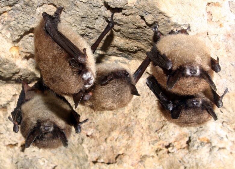 Bats with white patches of fungus on their noses are pictured on the rock.