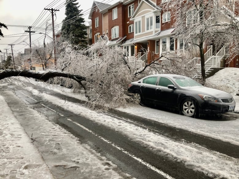 A tree across a street in downtown Ottawa.