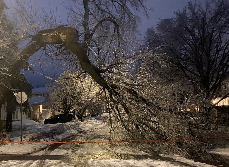 A tree across a road in Ottawa.