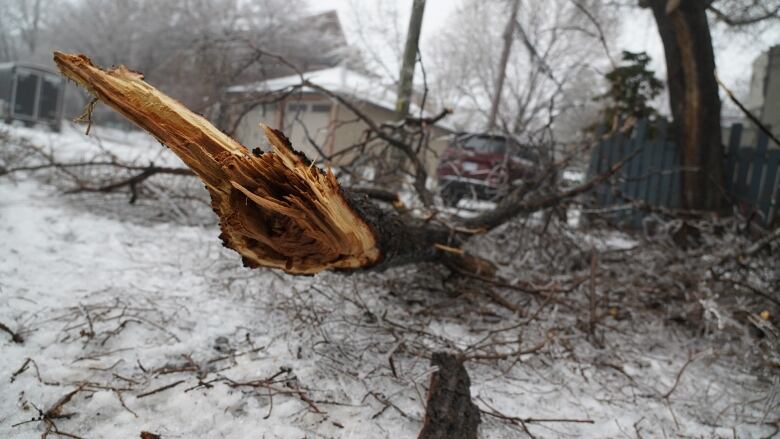 A tree limb.