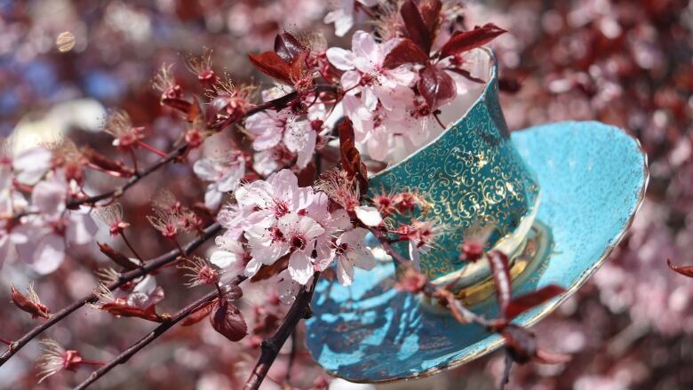 A teacup is hanging on a plum tree.