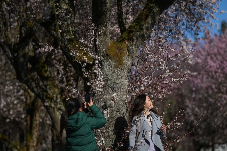 A woman poses as another takes her photograph with a phone under a cherry blossom tree. The first woman is wearing a green jacket, with the person posing wearing a blue coat.