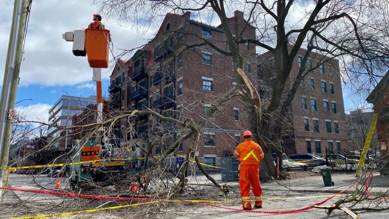 Work crews stand in front of a downed tree on a city street.