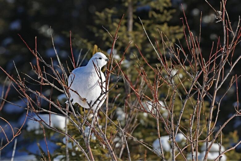 A bird sits on a thin branch of a willow tree with some snowy trees in the background.