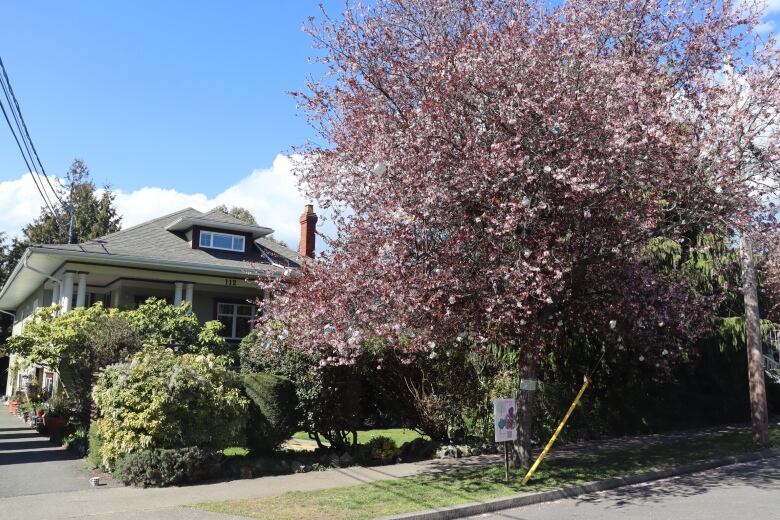 A plum blossom tree in flower on a residential street, in front of a detached house.