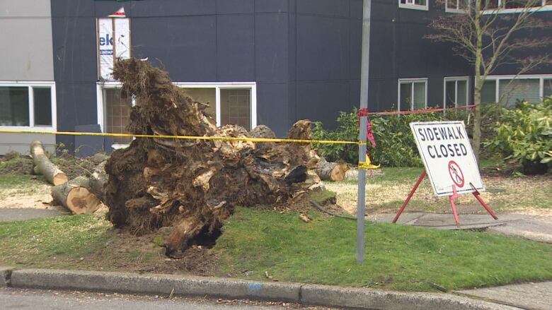 The roots of a large tree are visible on a sidewalk, with a sign reading that it is closed.