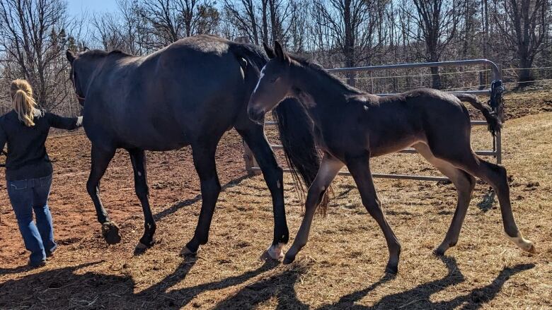 A young foal is being taken to a field 