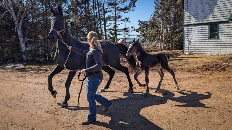 A woman walks a mare and foal from a barn 