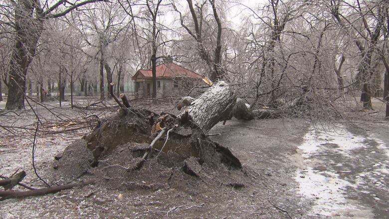 an uprooted tree at Parc Lafontaine